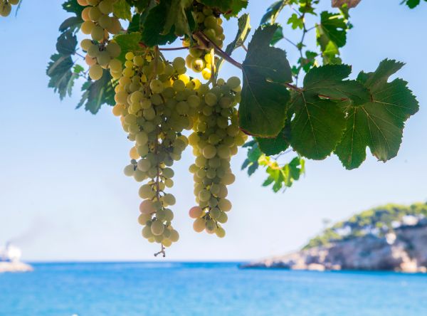 vino per il cenone del Capodanno